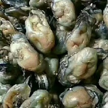 海蛎子干