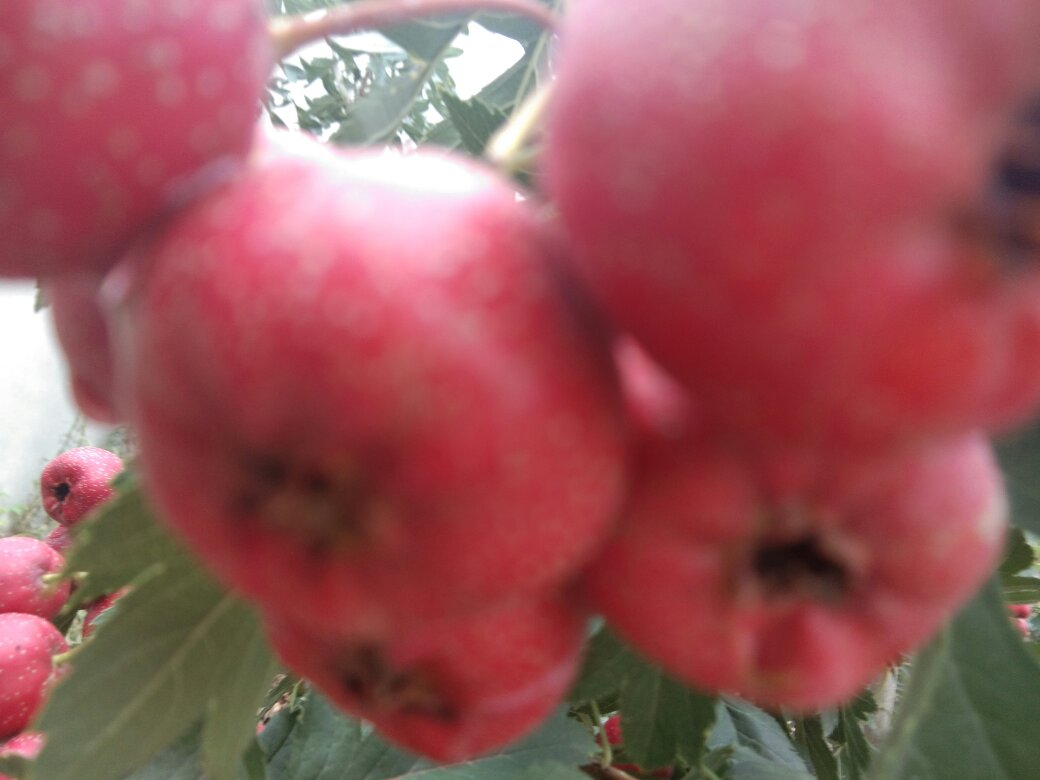 甜红子山楂鲜果特写：饱满圆润的深红色果实挂满青翠枝头，表皮泛着天然蜡质光泽，部分果实带浅褐色果点，背景虚化呈现晨露氤氲的生态果园