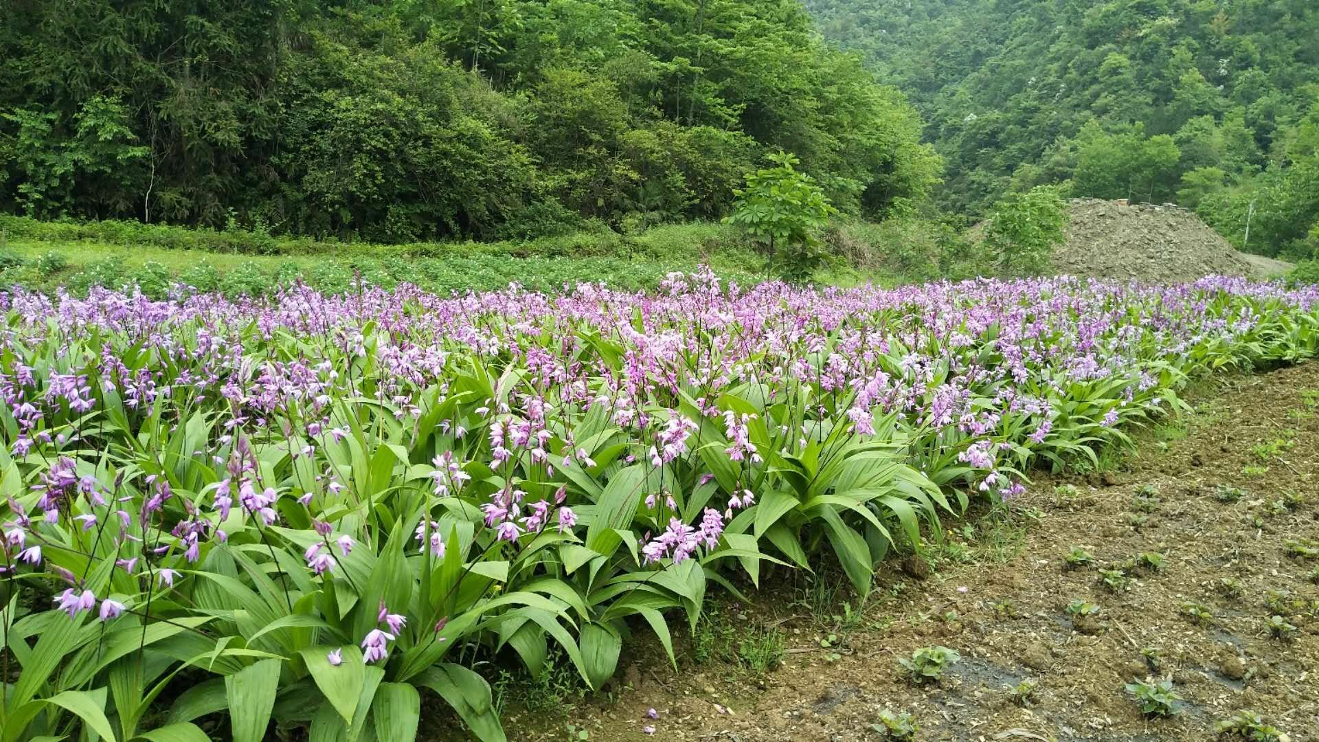白扁豆花的植物形态