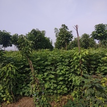梓树苗