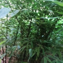 早园竹1.5米至2米