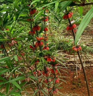 红花滇黄精种子云南滇黄精种子