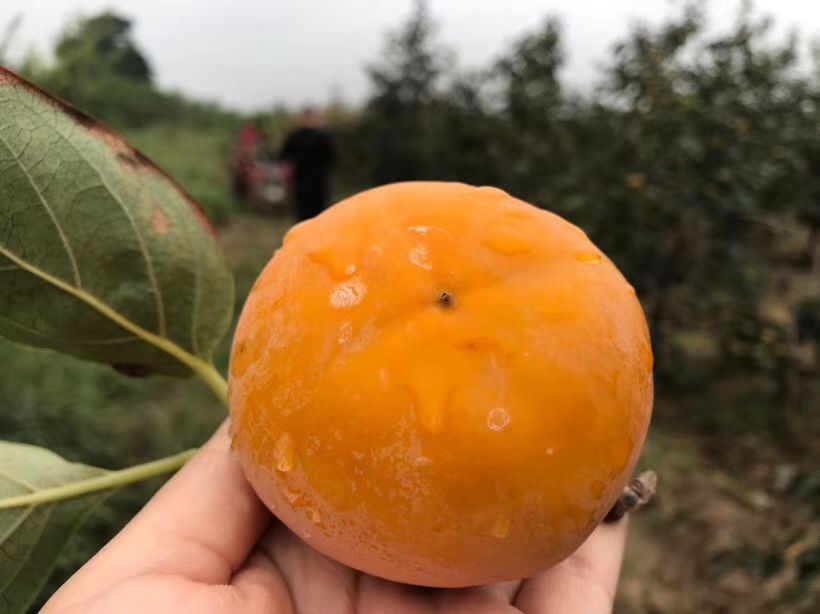 太秋甜柿果实特写