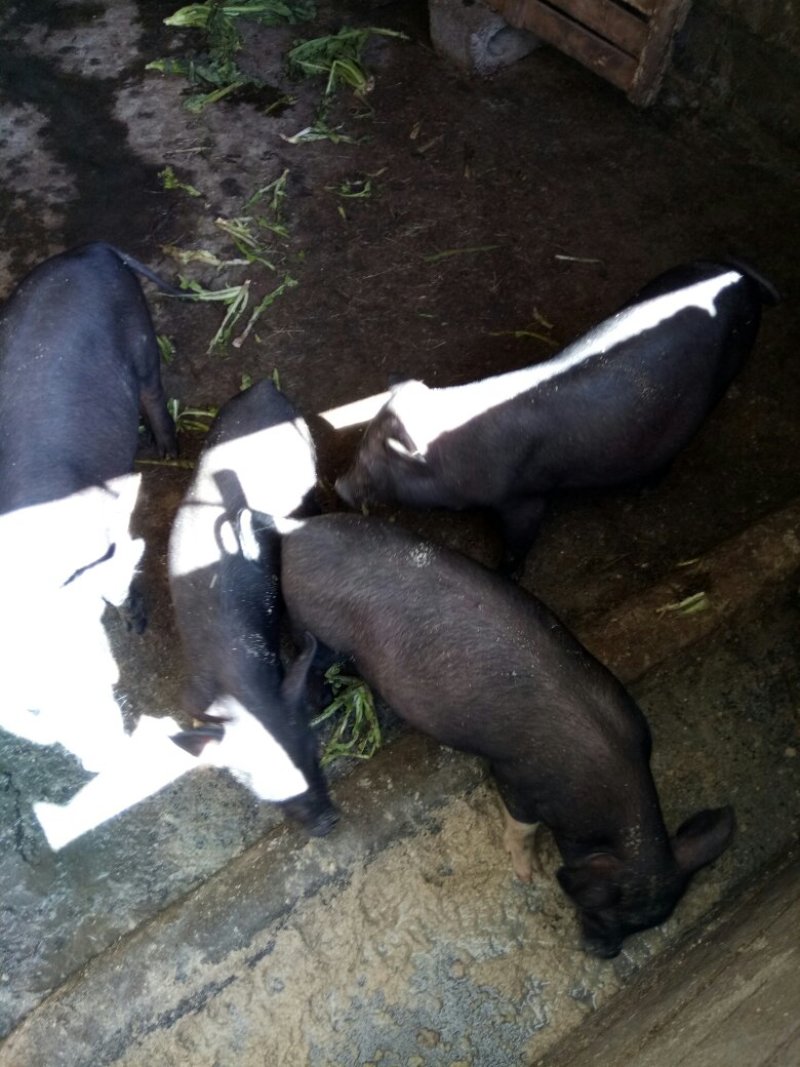 [香猪批发]贵州黔南荔波县香猪 688.00元/头常期火烤香猪出 _ 一亩田