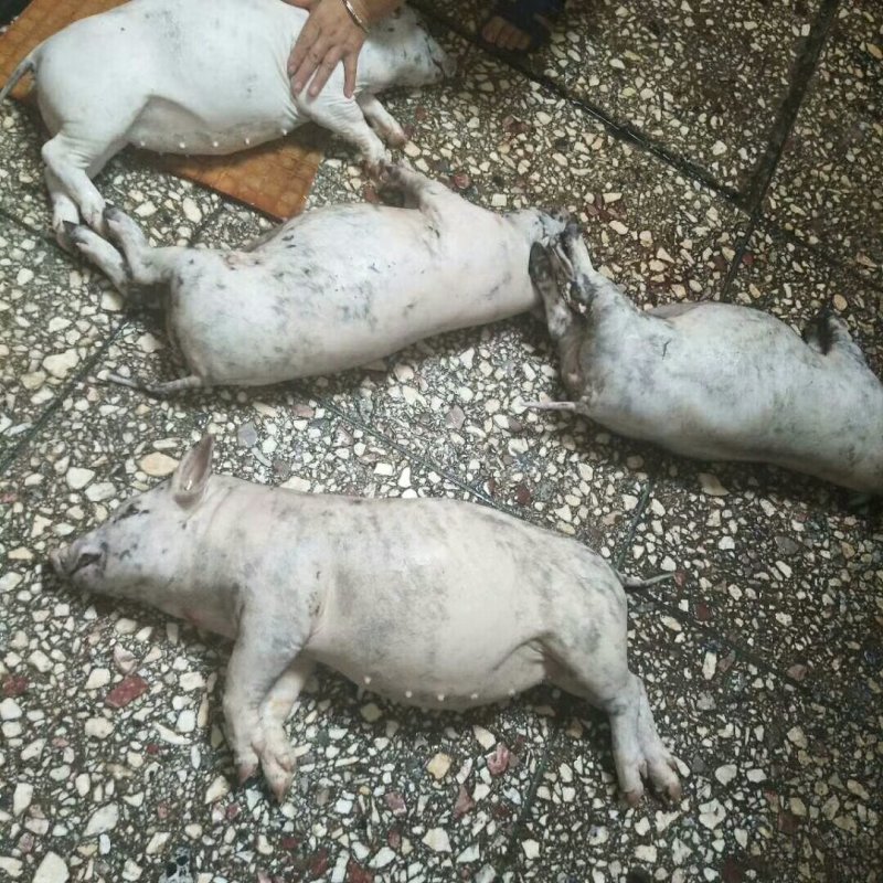 [香猪批发]贵州黔南荔波县香猪 688.00元/头常期火烤香猪出 _ 一亩田