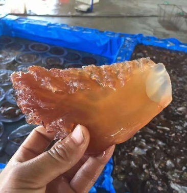 海蜇欢迎采购各种海蜇漂亮各地采购商货真价实