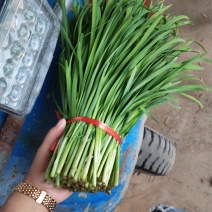 大量优质韭菜