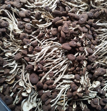 [茶树菇批发]广昌茶树菇价格37.00元/斤 - 一亩田