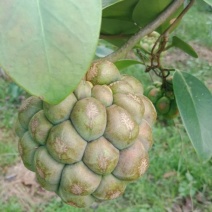 黑老虎