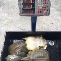 甲鱼