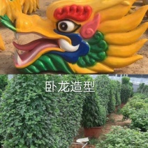 造型菊花