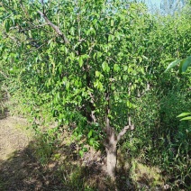 枣树，占地枣树，8-10公分枣树价格