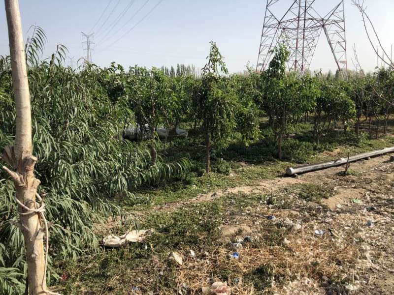 一片整齐排列的现代化枣园, Rows of dwarfed jujube trees planted in a grid pattern with uniform spacing, showing clear pathways for machinery access. The trees are pruned into open-center or slender spindle shapes to facilitate mechanical shaking during the 'bozao' (fruit dropping) harvest process. 枣园标准化种植布局示意图