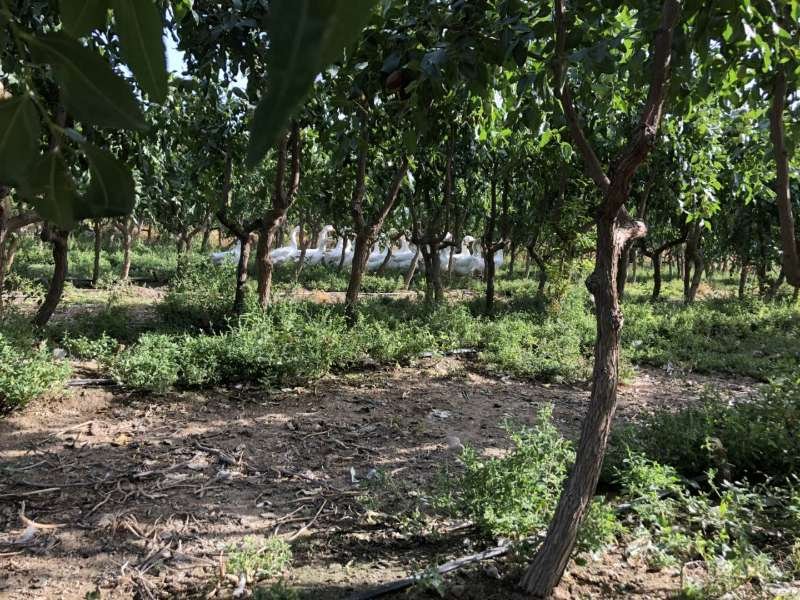 白枣整株挂果特写