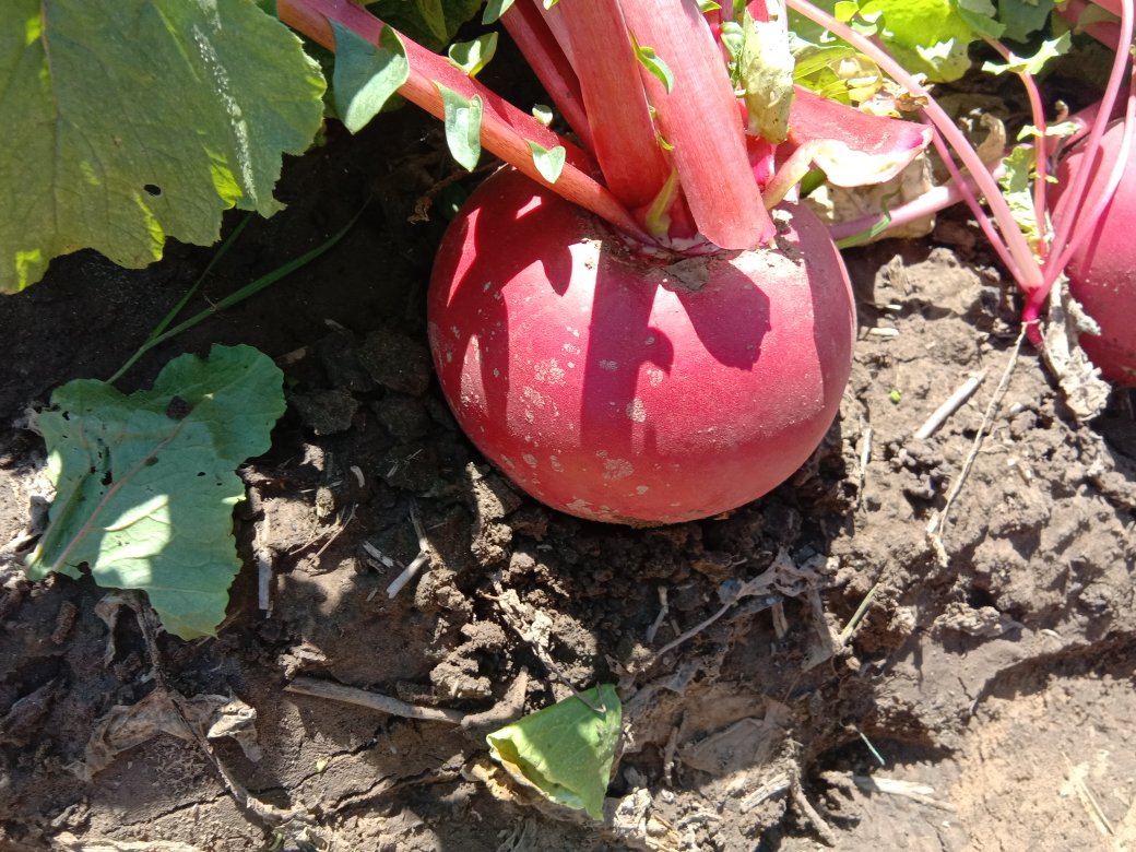 拍摄红皮萝卜幼苗在三叶一心阶段的田间实景,植株健壮、叶片翠绿,土壤疏松无杂草,可见清晰的行距和株距标记,背景为整齐的种植畦 红皮萝卜苗期生长状态