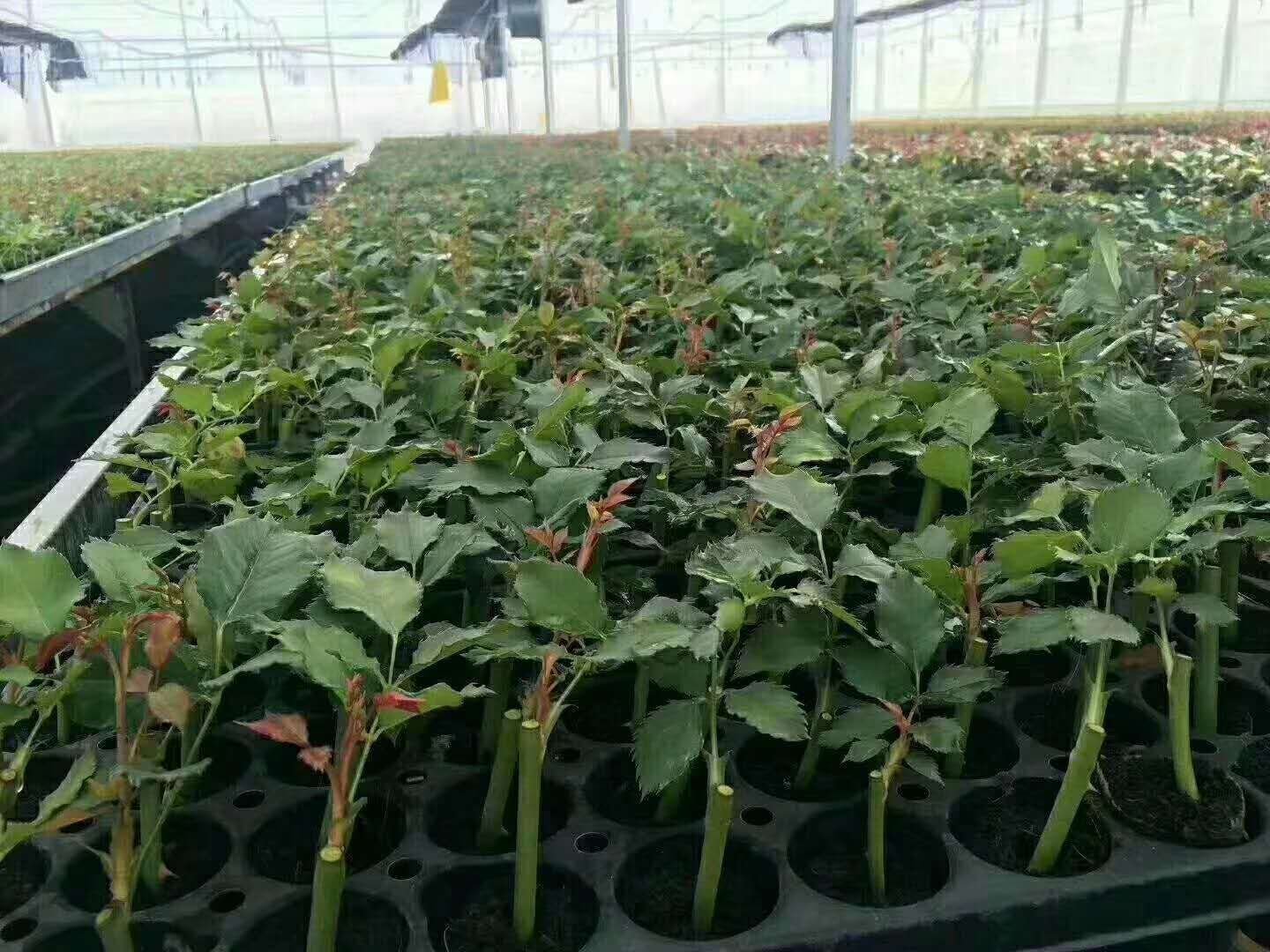 现代化温室中整齐摆放的大马士革四季玫瑰种苗,幼苗叶片嫩绿,基质栽培,滴灌系统清晰可见,技术人员正在检查生长情况 大马士革四季玫瑰种苗培育场景