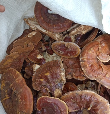 野生红灵芝一手货源产地直供应商