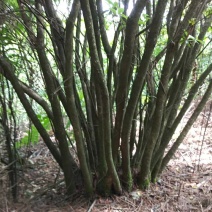 国旗红映山红