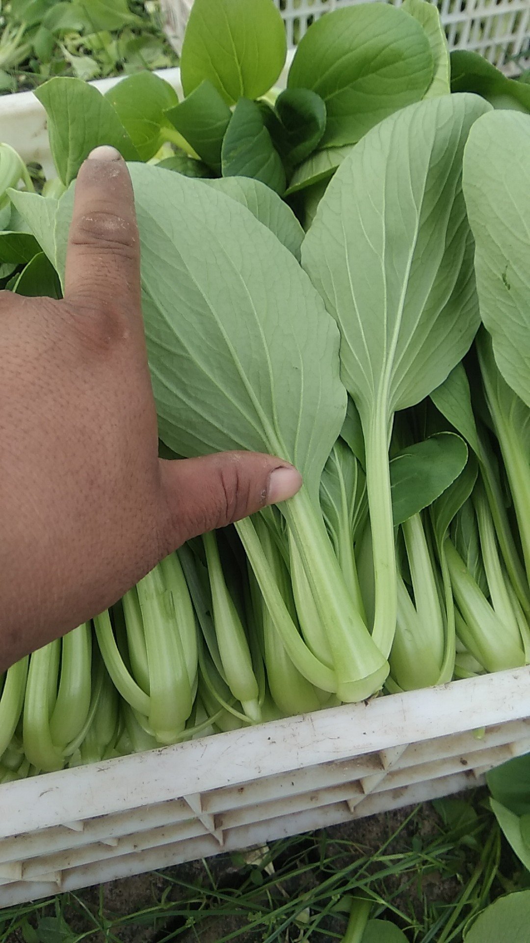 [青梗菜批发]精品青梗菜 2两以上青菜精品大量上市,质量好,口感甜美