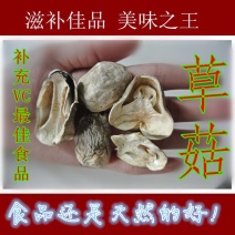 特级草菇5~6cm以上精品好货多种等级规格