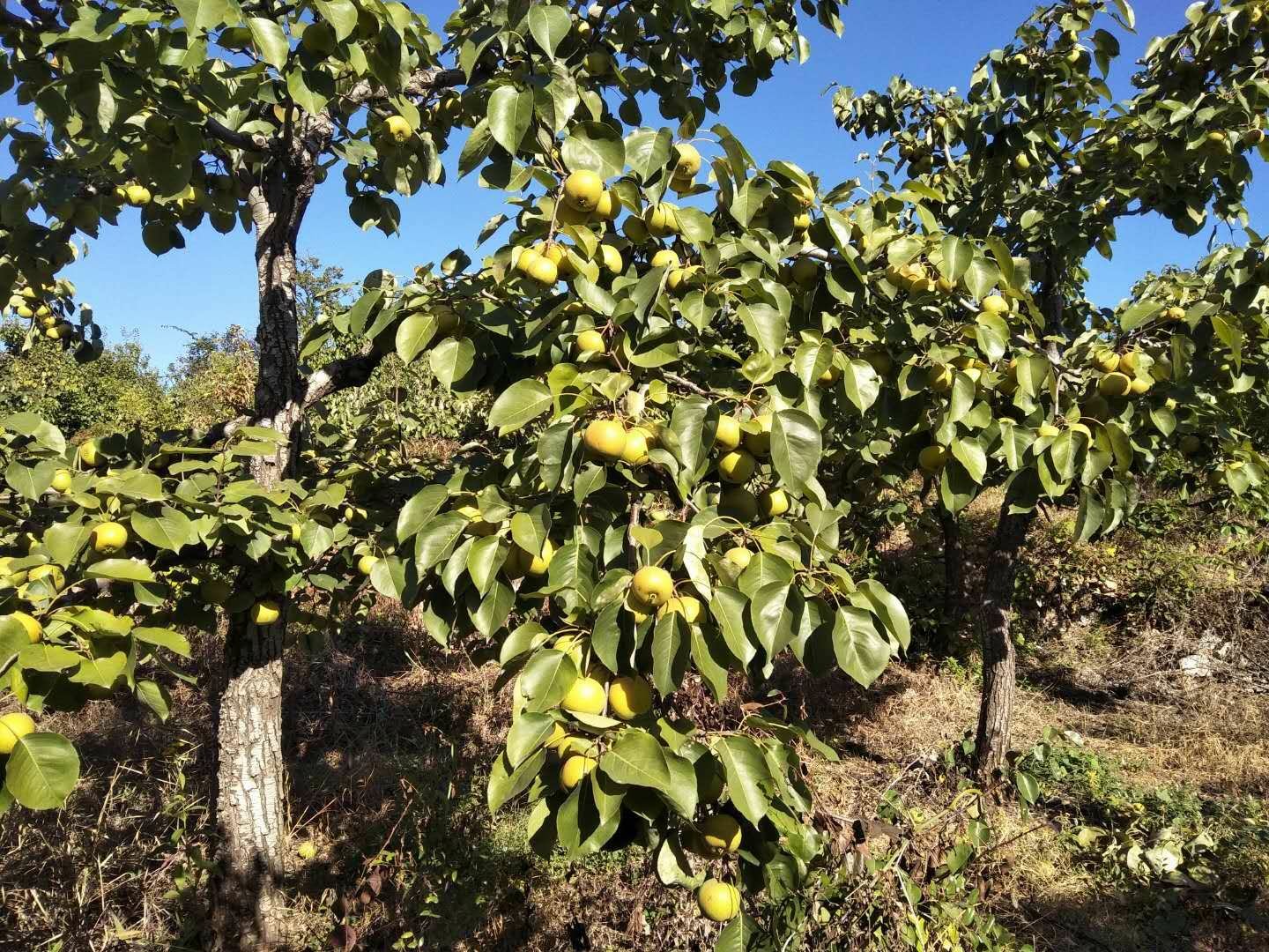 一片位于山西吕梁山区的酸巴梨种植园,秋季阳光下挂满金黄色带红晕的小型梨果,树枝低垂,果皮略显粗糙,背景为黄土丘陵地貌,农民正在手工采摘 酸巴梨果园实景图