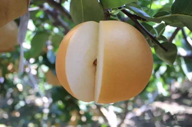 切开的莱阳梨露出洁白多汁的果肉 莱阳梨切开果肉展示