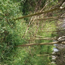 出售紫薇树
