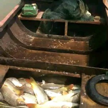鲤鱼野生