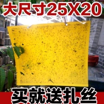 双面粘虫板诱虫板纸贴诱捕器粘板灭小飞虫沾果蝇