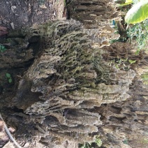 假山，吸水石