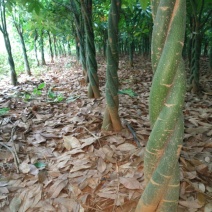 发财树基地直销