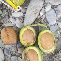 新2核桃，大量上市，