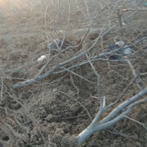 风景树，梨树，直径7公分，8年的苗，80元每株