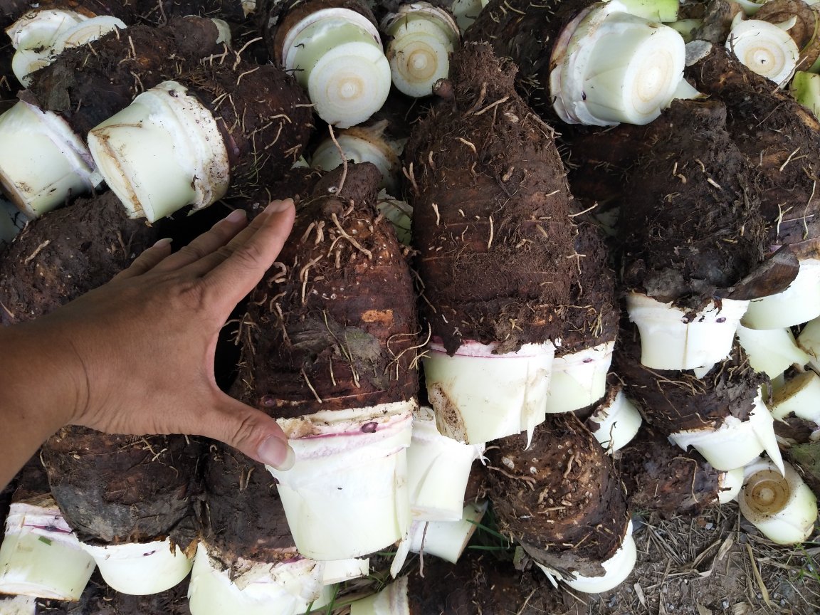 室内展览厅内,一颗巨大的荔浦芋头被安置在红色展台上,周围环绕着灯光和介绍牌,牌上写着‘最大荔浦芋头纪录保持者:8.6kg’,参观者纷纷拍照留念,背景悬挂着‘荔浦芋文化节’横幅 荔浦芋文化节展览现场