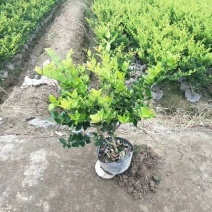 金森女贞小杯苗30-40厘米高