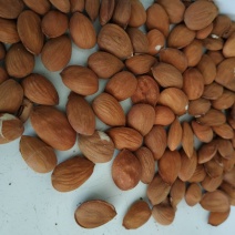 桃树种子。含仁饱满。