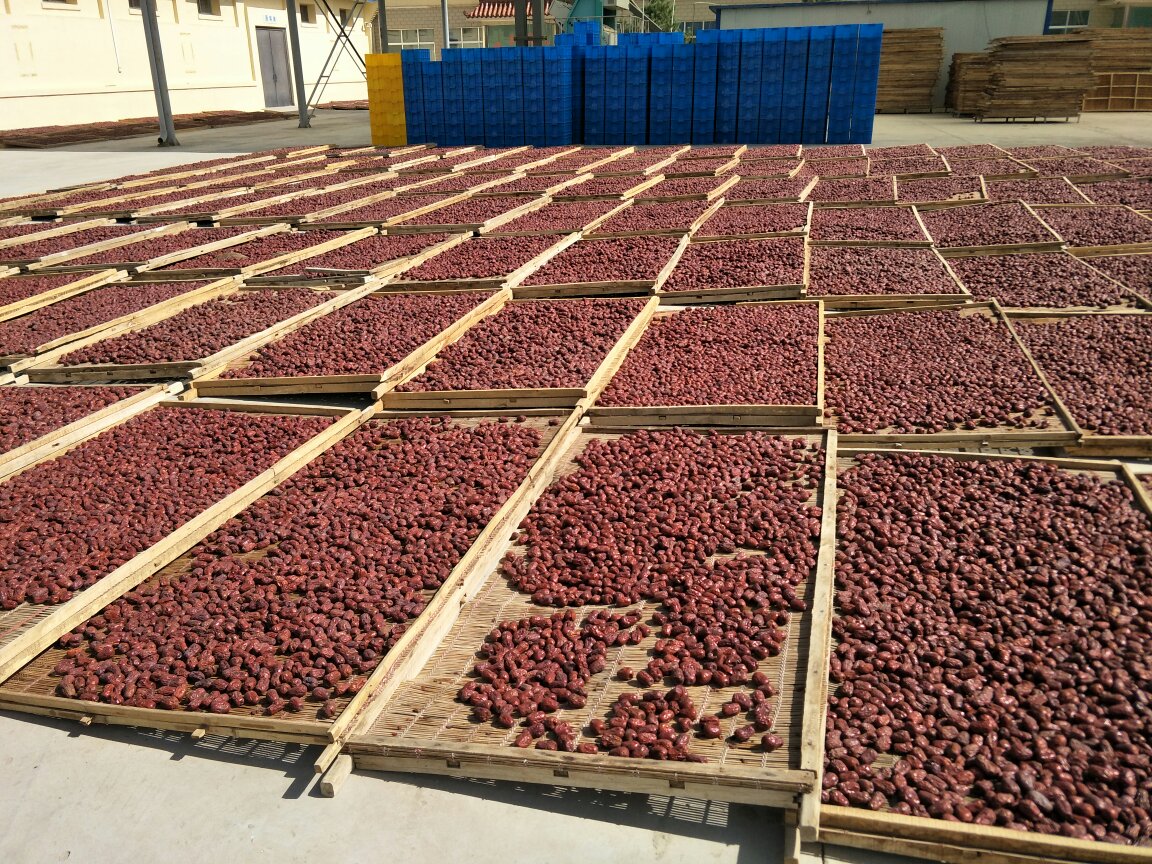 干红枣晾晒场景