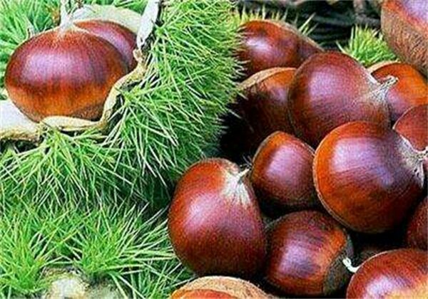 迁西板栗与丹东板栗典型果实对比图