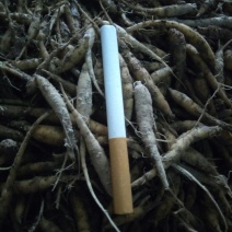 中药材太子参种苗一代苗量大上门指导