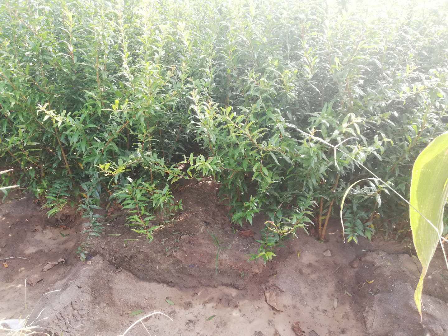 灌木型石榴在园林绿化中的应用