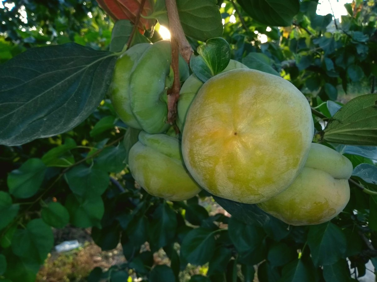 一名技术人员正在对磨盘草子果树进行夏季修剪,手持修枝剪对过密枝条进行疏剪,树体结构清晰,阳光透过枝叶间隙照射下来,地面铺有修剪下来的枝条,背景可见整齐排列的柿树行间 磨盘草子夏季修剪现场操作图