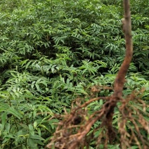 青花椒，红花椒，袋苗裸根苗，一手货源，基地直接供货，数量