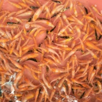 锦鲤
