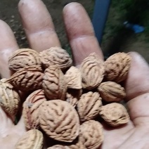 毛桃树种子