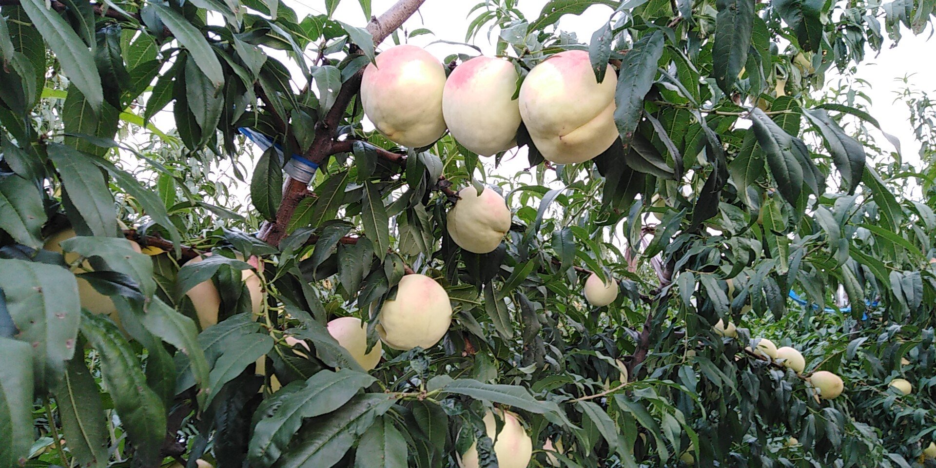 中华寿桃夏季修剪现场图