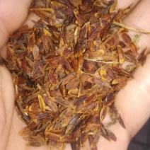 紫丁香籽，丁香种子，丁香花籽