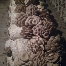 平菇菌棒高产量抗病强