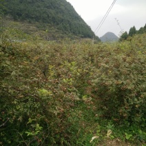 无籽金刺梨，水果金刺梨