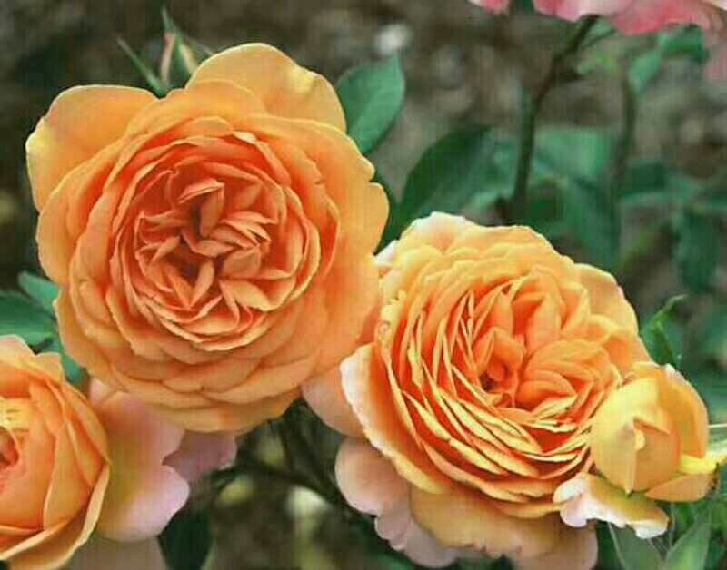 ‘塔尼克’橙色月季在花艺设计中的应用