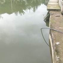 草鱼鲤鱼